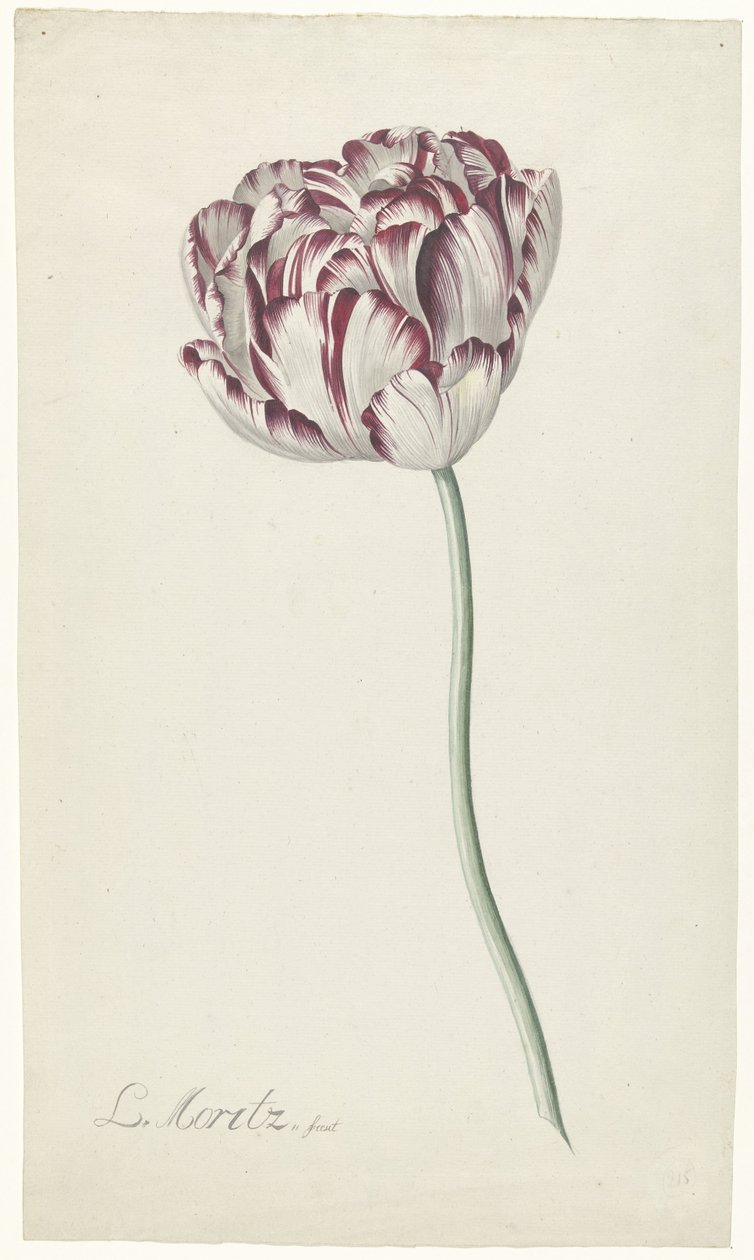Tulpan av Louis Moritz