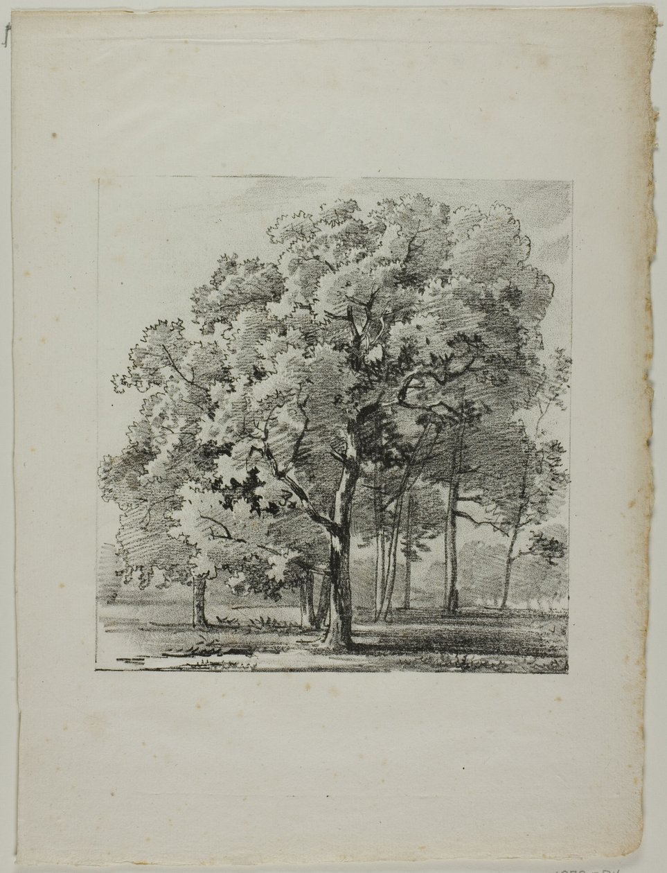 Studie av träd av Louis Pierre Baltard