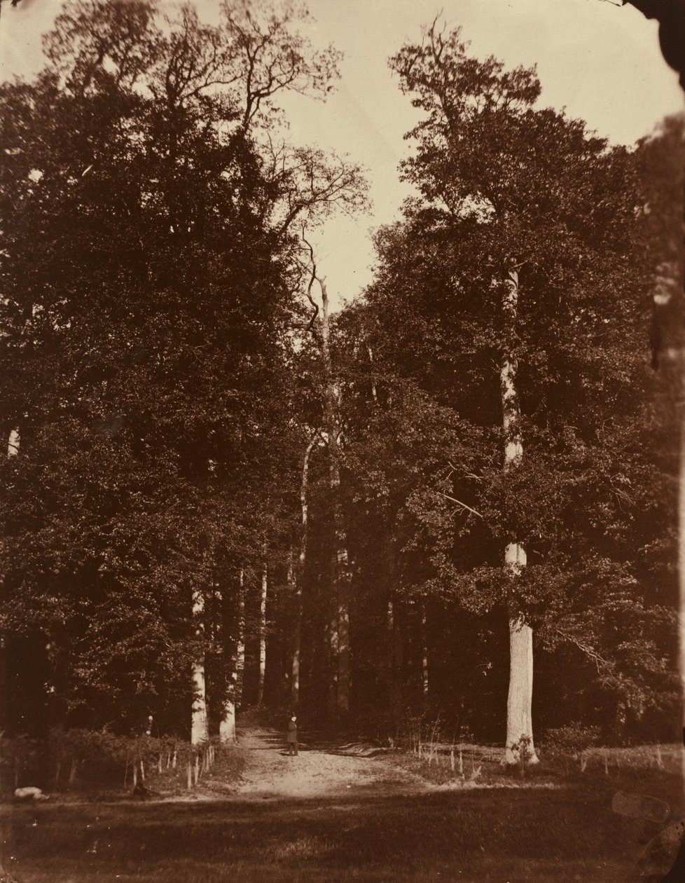 Skogen vid Saint-Cloud,1859-1860 (foto) av Louis Rémy Robert