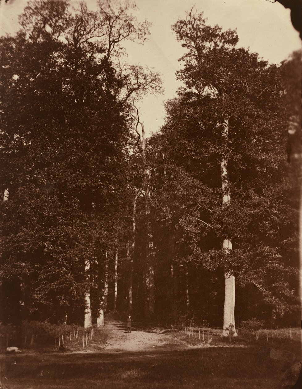 Skog vid Saint-Cloud av Louis Rémy Robert