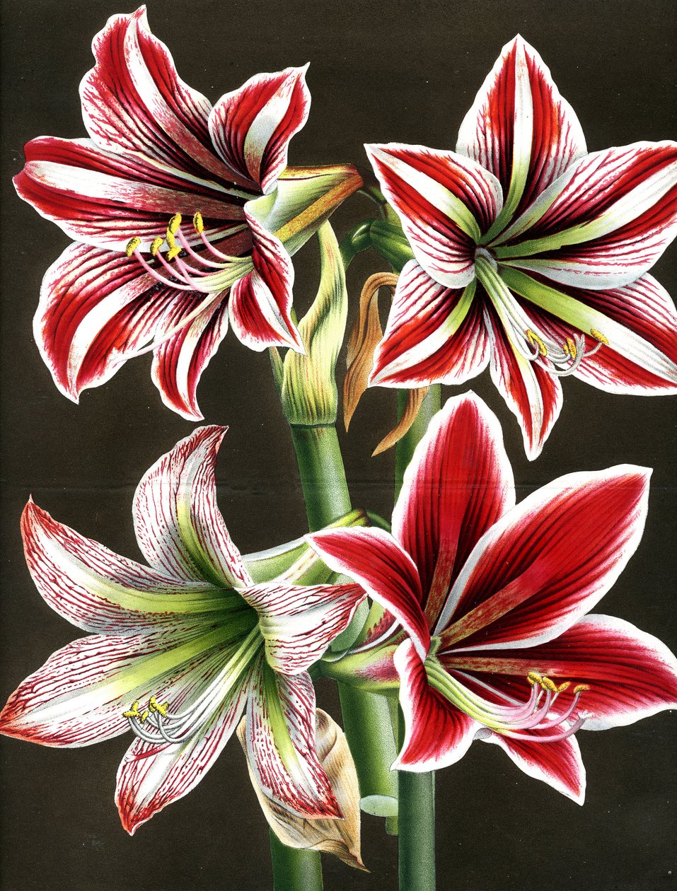AMARYLLIS HIPPEASTRA (gravyr) av Louis Van Houtte