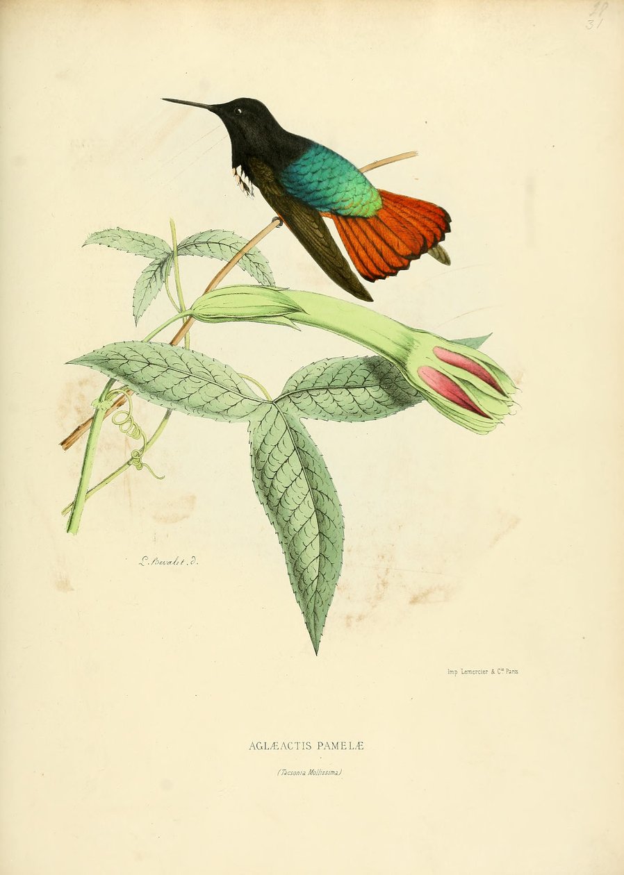 Aglaeactis pamelae av Louis Victor Bevalet