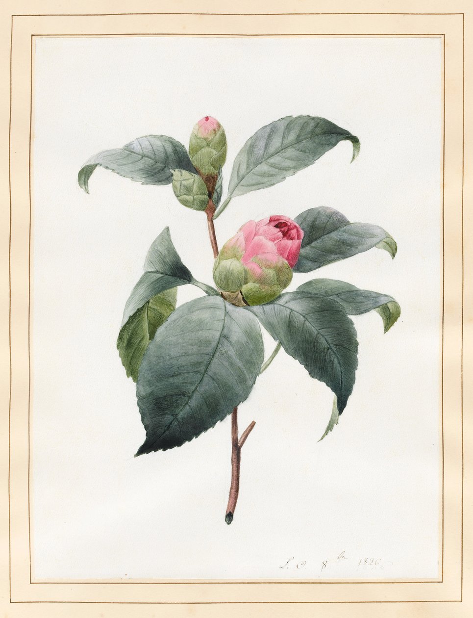 Camellia, 1826 (wc på veläng) av Louise DOrleans