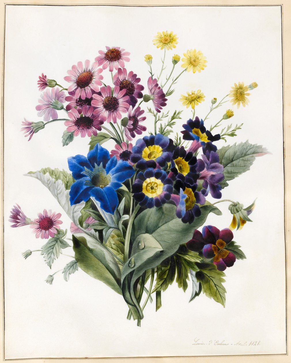 Blandade blommor, Aster sp., Auricula, Ragwort, Viola, Campanula, Gentiana Acaulis, 1828 (wc med lite kroppsfärg på veläng) av Louise DOrleans