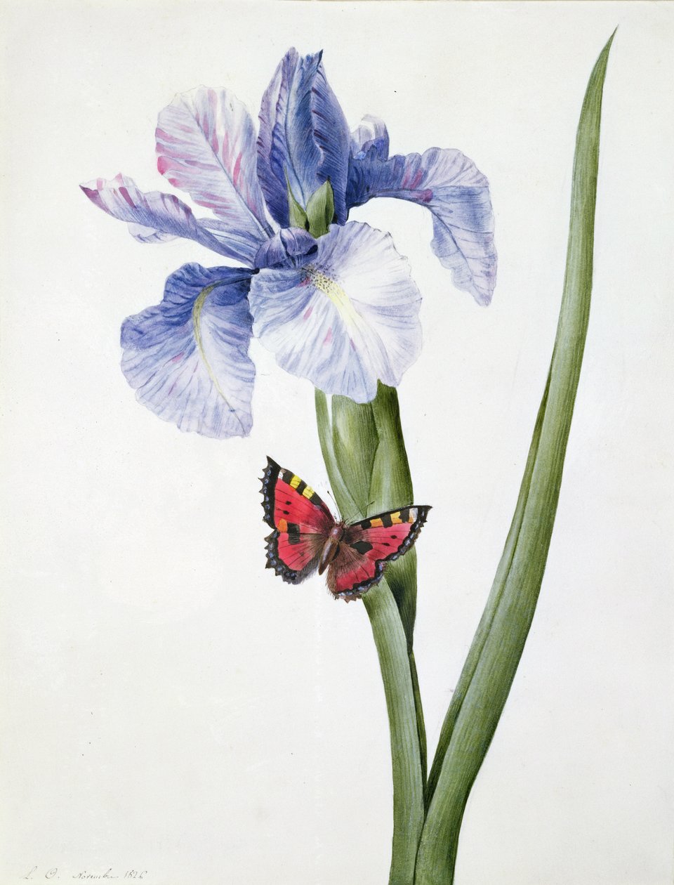 f.10 Blå iris med fjäril (Spuria), 1826 av Louise DOrleans