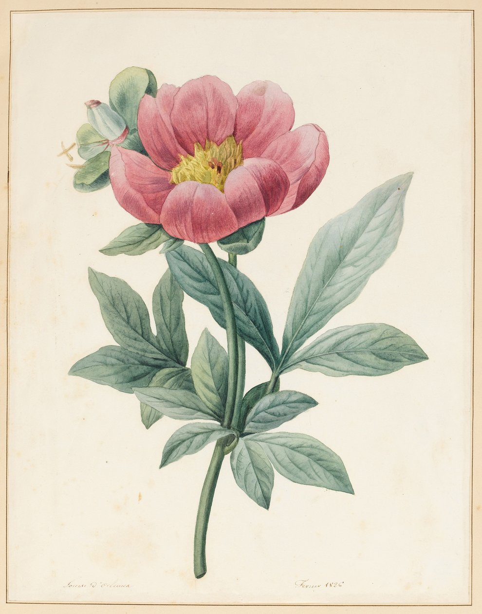 Paeonia Mascula, örtartad, 1826 av Louise DOrleans