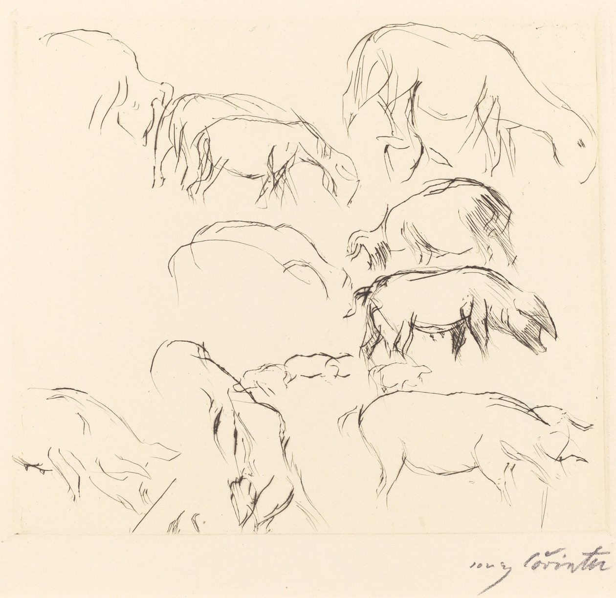 Olika djurstudier av Lovis Corinth
