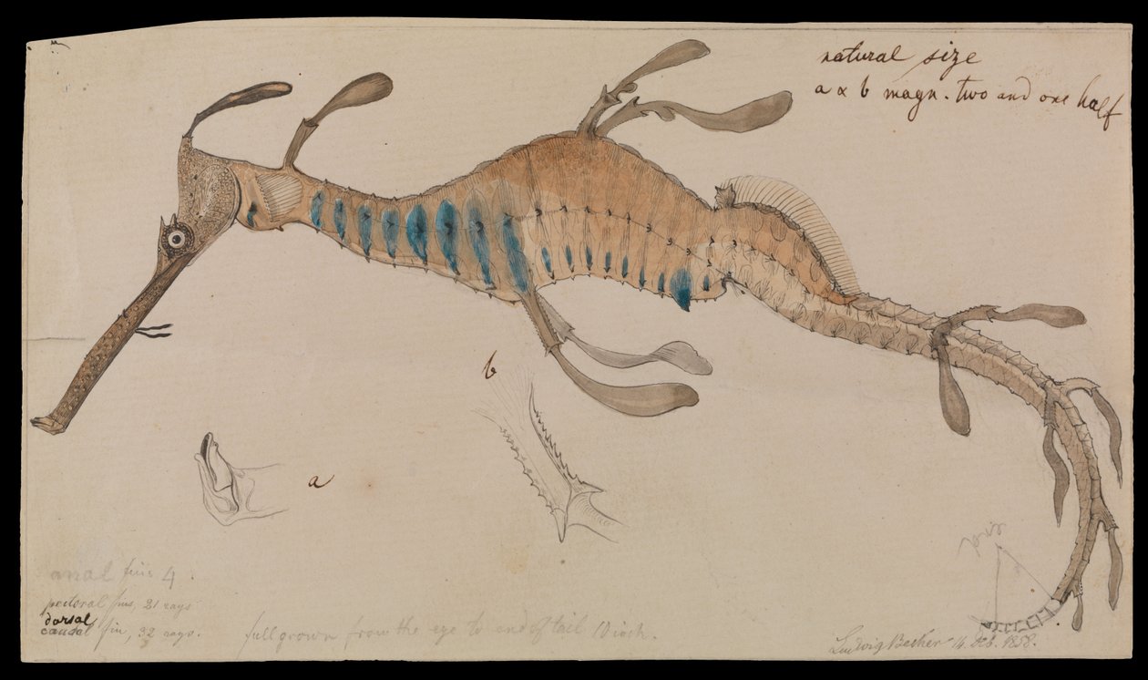 Ogräsig havsörn, Phyllopteryx foliatus av Ludwig Becker