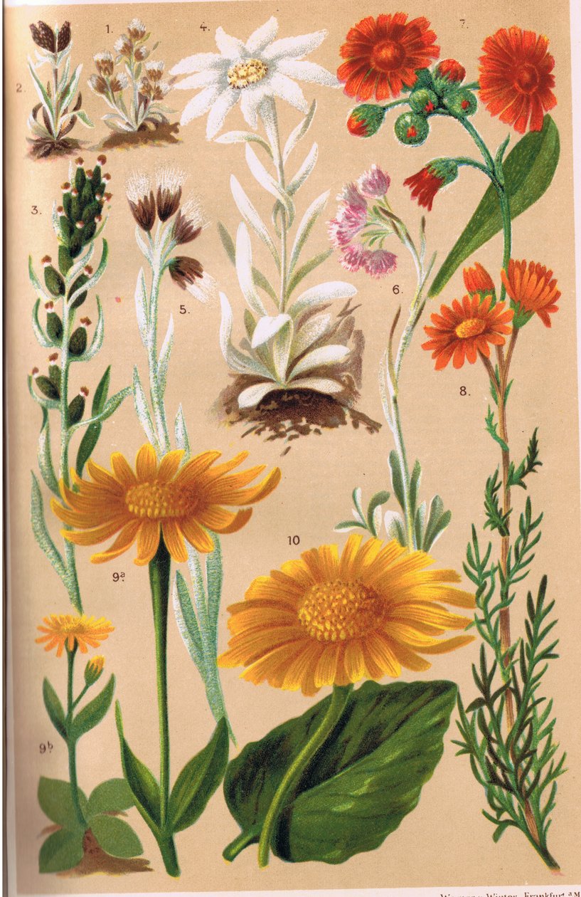 Alpine Plants, illustration från 