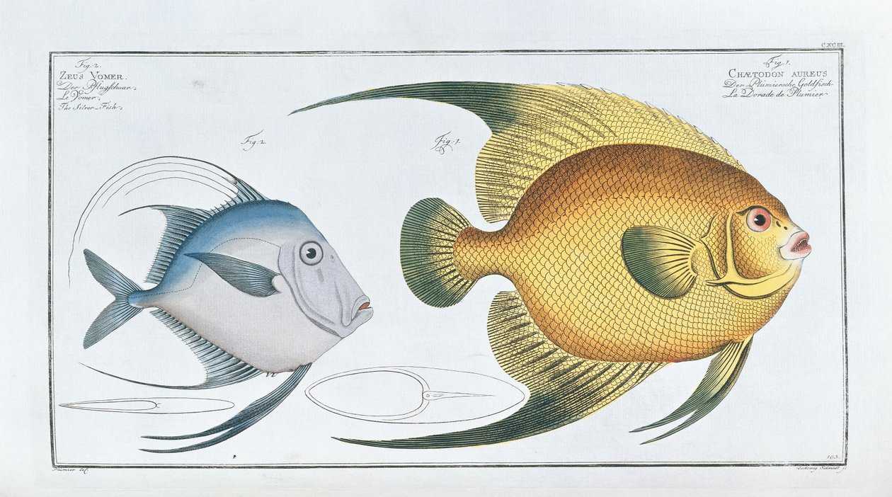 Chaetodon Aureus av Ludwig Schmidt