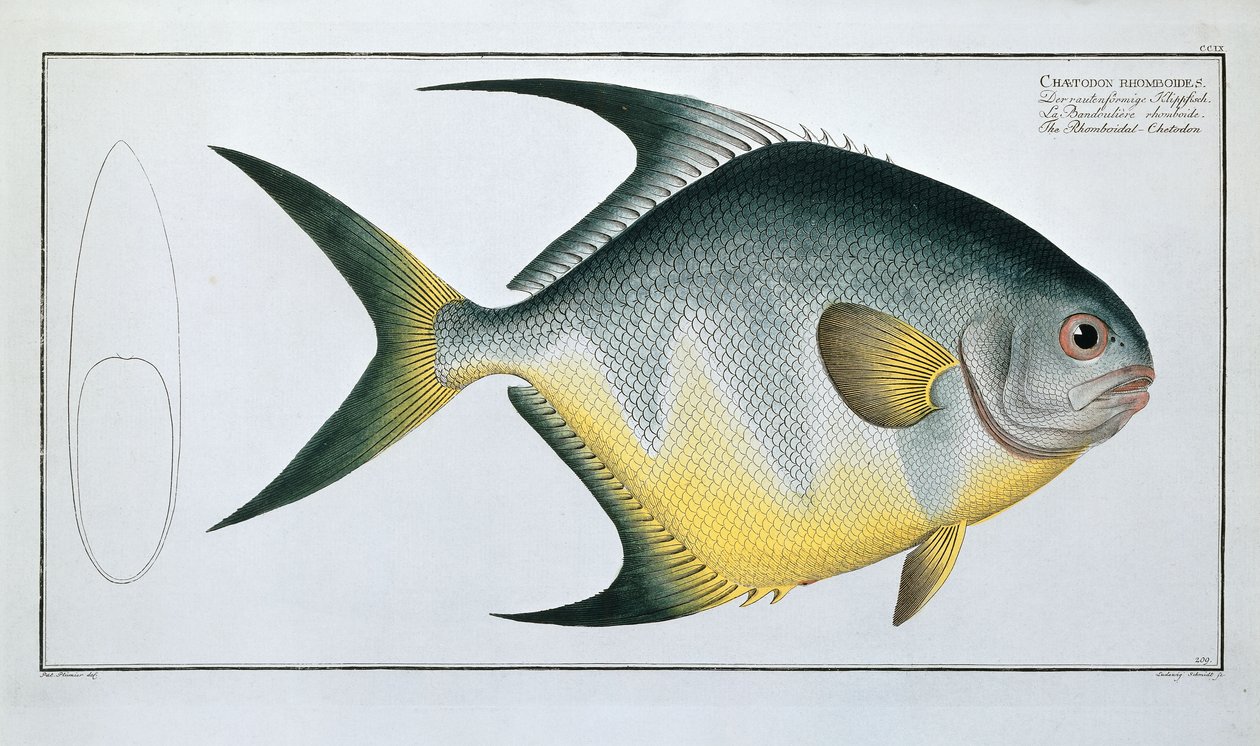 Rhomboidal Chetodon av Ludwig Schmidt