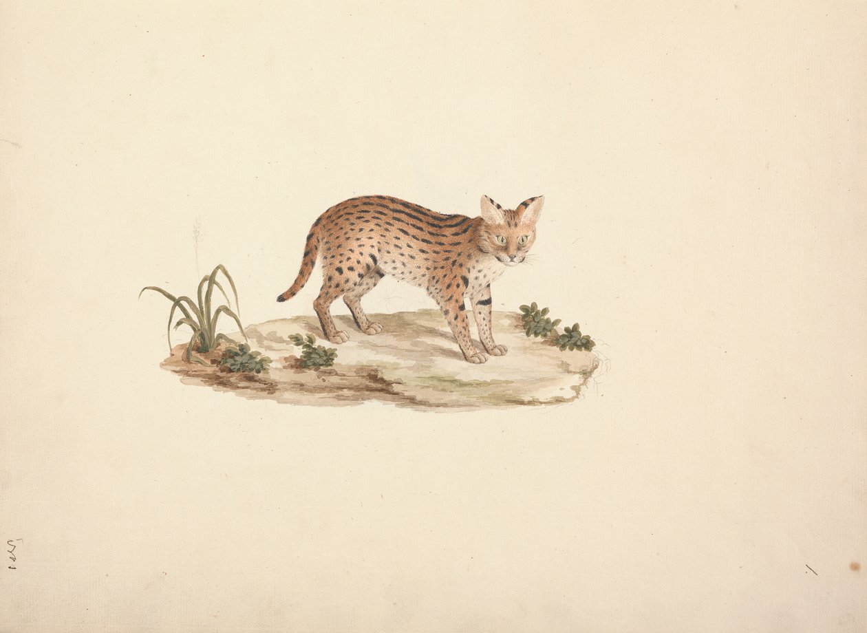 African Wildcat eller Serval av Luigi Balugani