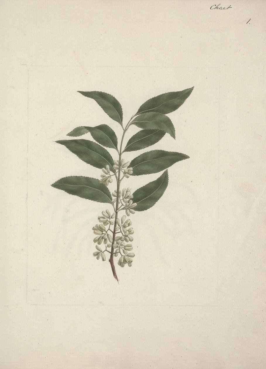 Berättelse Edulis Forsk. (Khat): Färdig ritning av Luigi Balugani