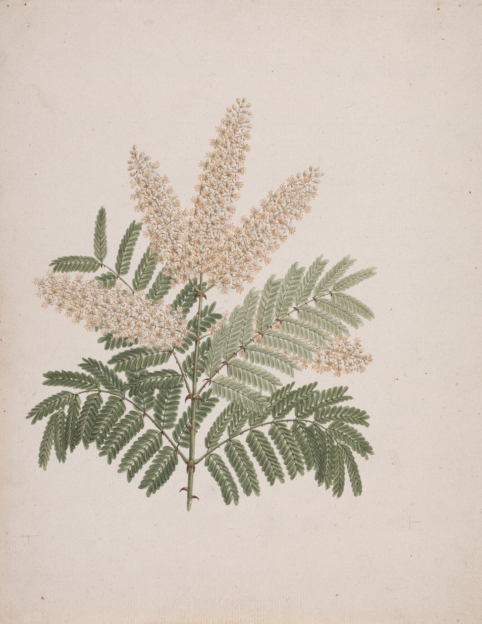 Pterolobium stellatum (Forssk): färdig ritning av Luigi Balugani