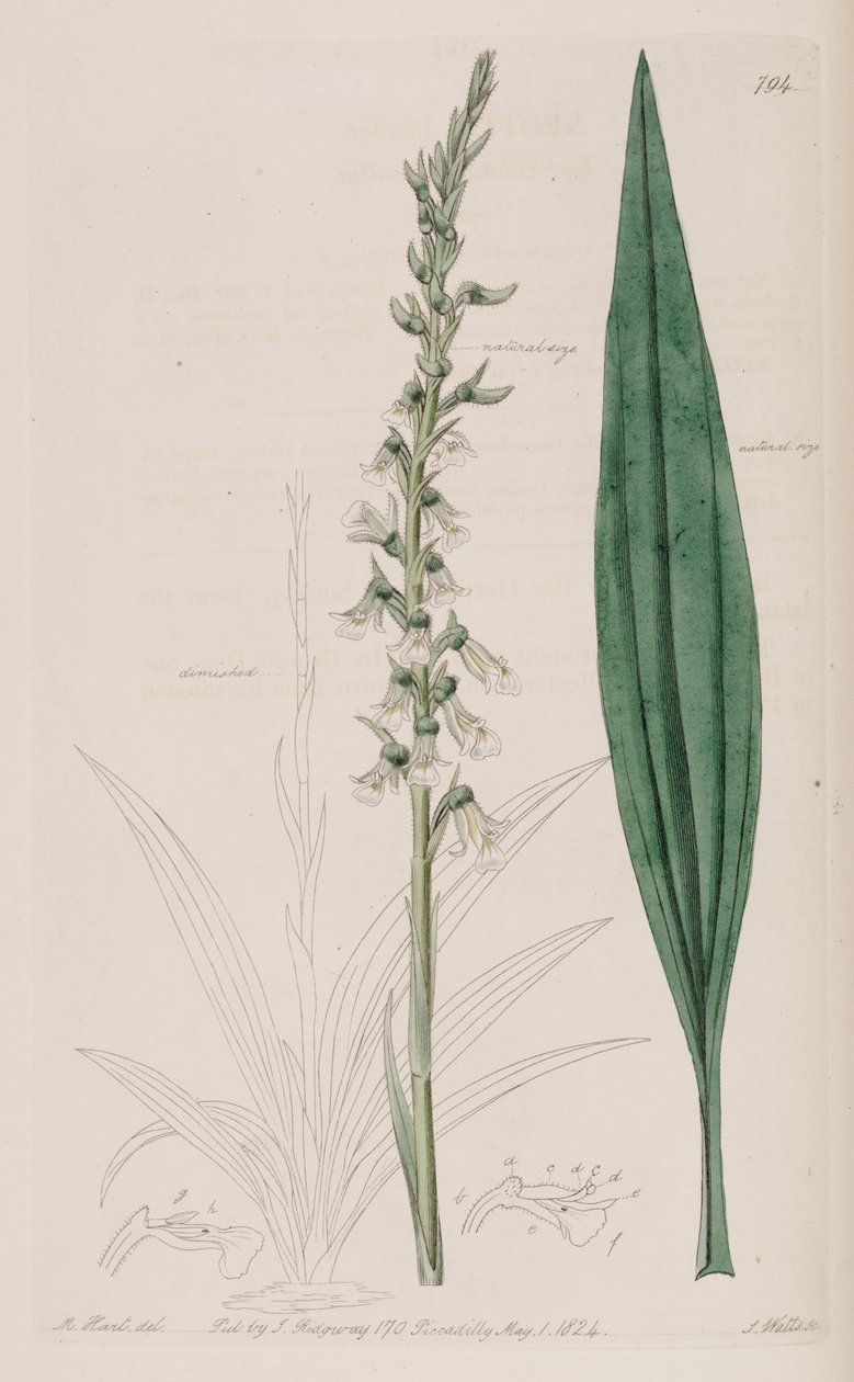 Illustration of Cyclopogon bicolor (as syn. Neottia bicolor) av M. Hart