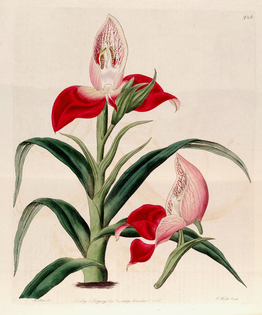 Illustration av Disa Uniflora (som syn. Disa grandiflora) av M. Hart