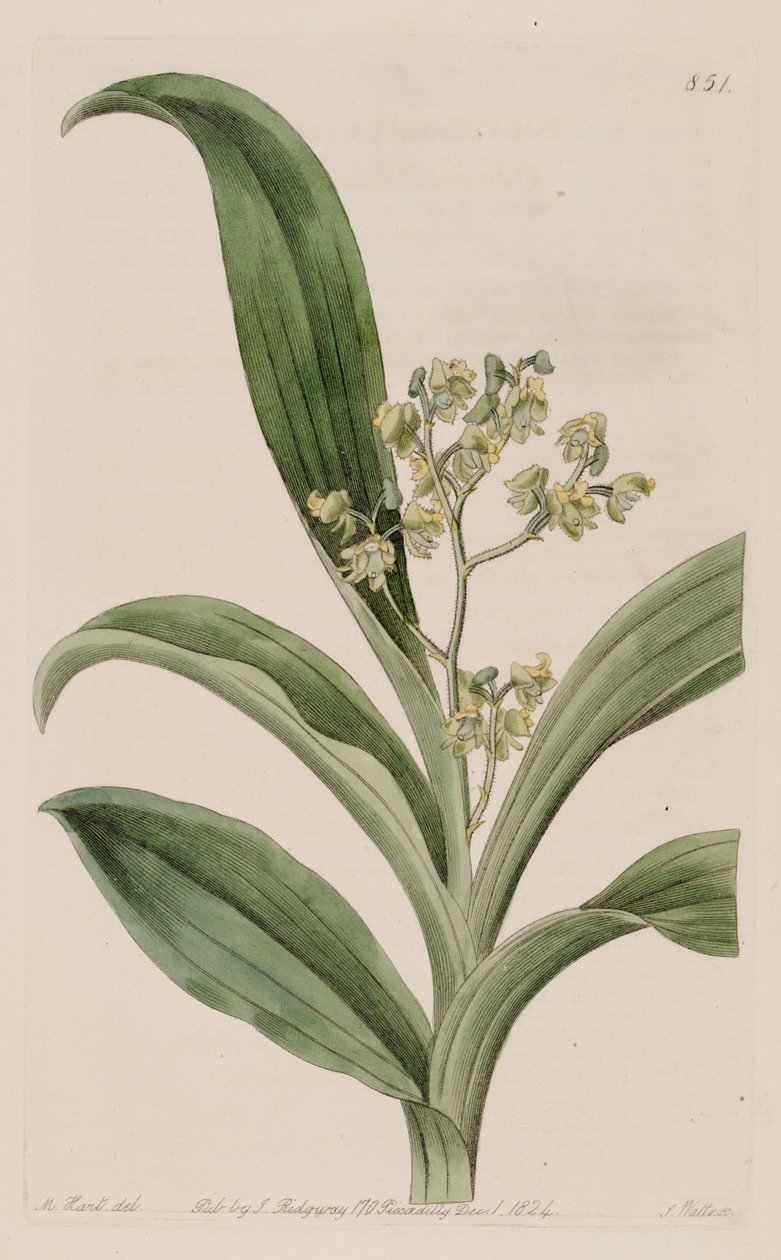 Illustration av Polystachya puberula av M. Hart