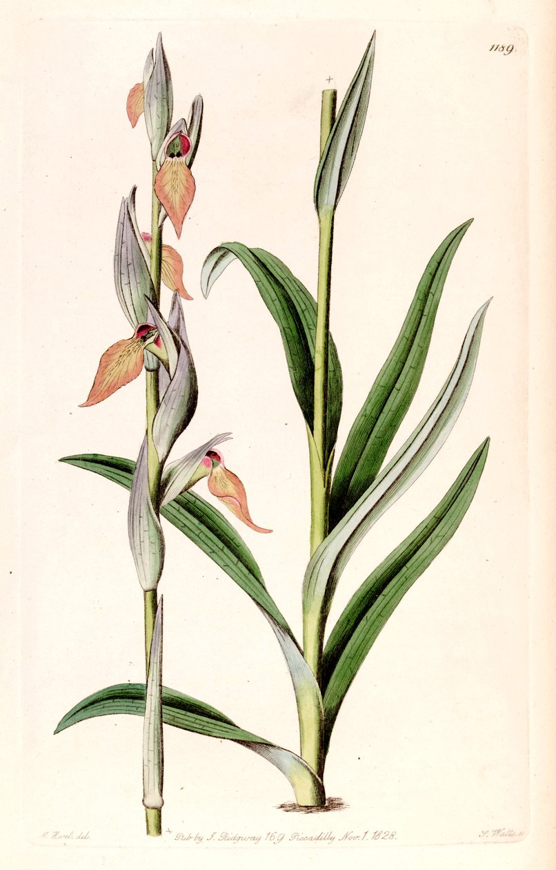 Illustration of Serapias cordigera av M. Hart