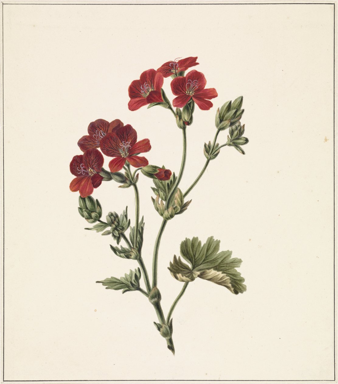 röd blomma av M. de Gijselaar