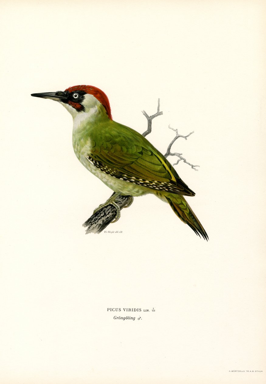 Grön hackspett (färg litho) av Magnus Ferdinand and Wilhelm von Wright