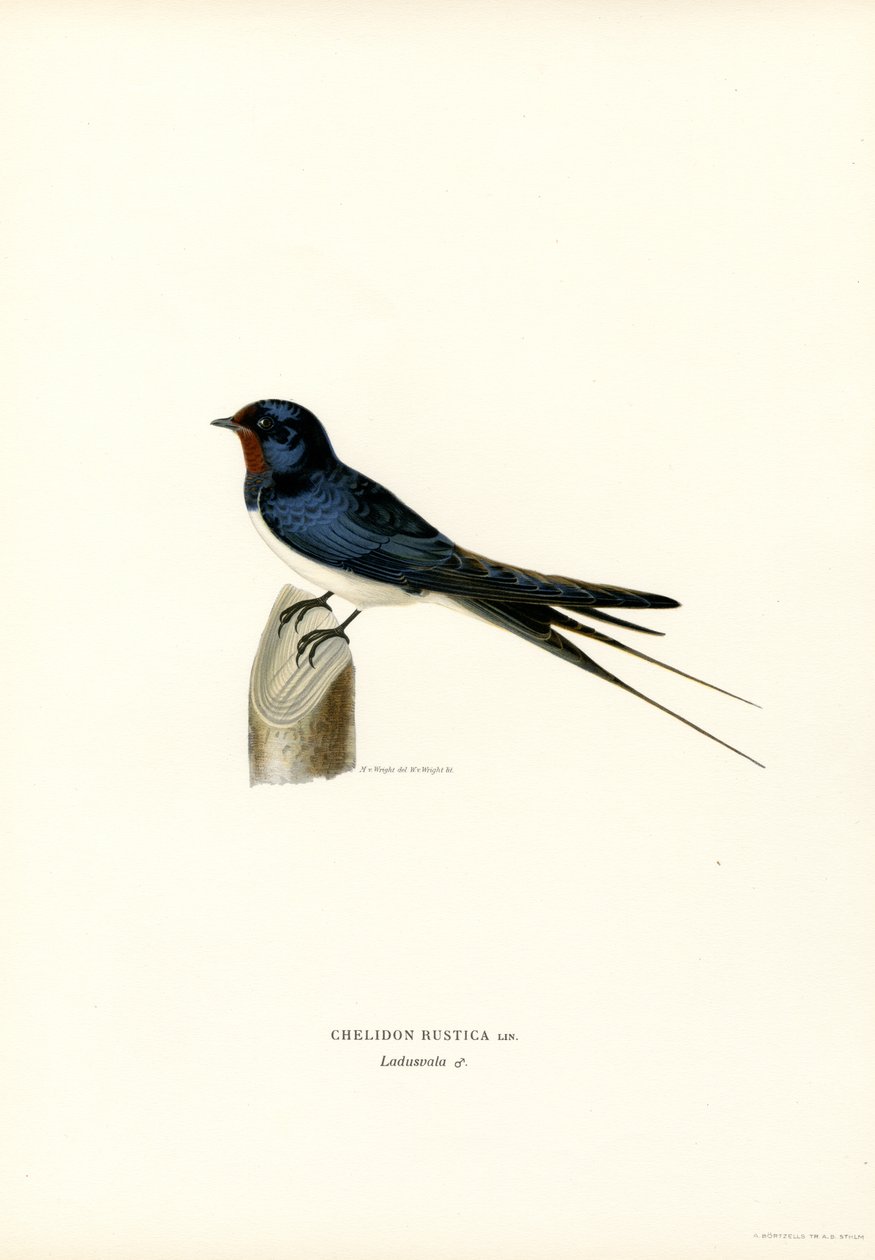 Hussvala (färg litho) av Magnus Ferdinand and Wilhelm von Wright