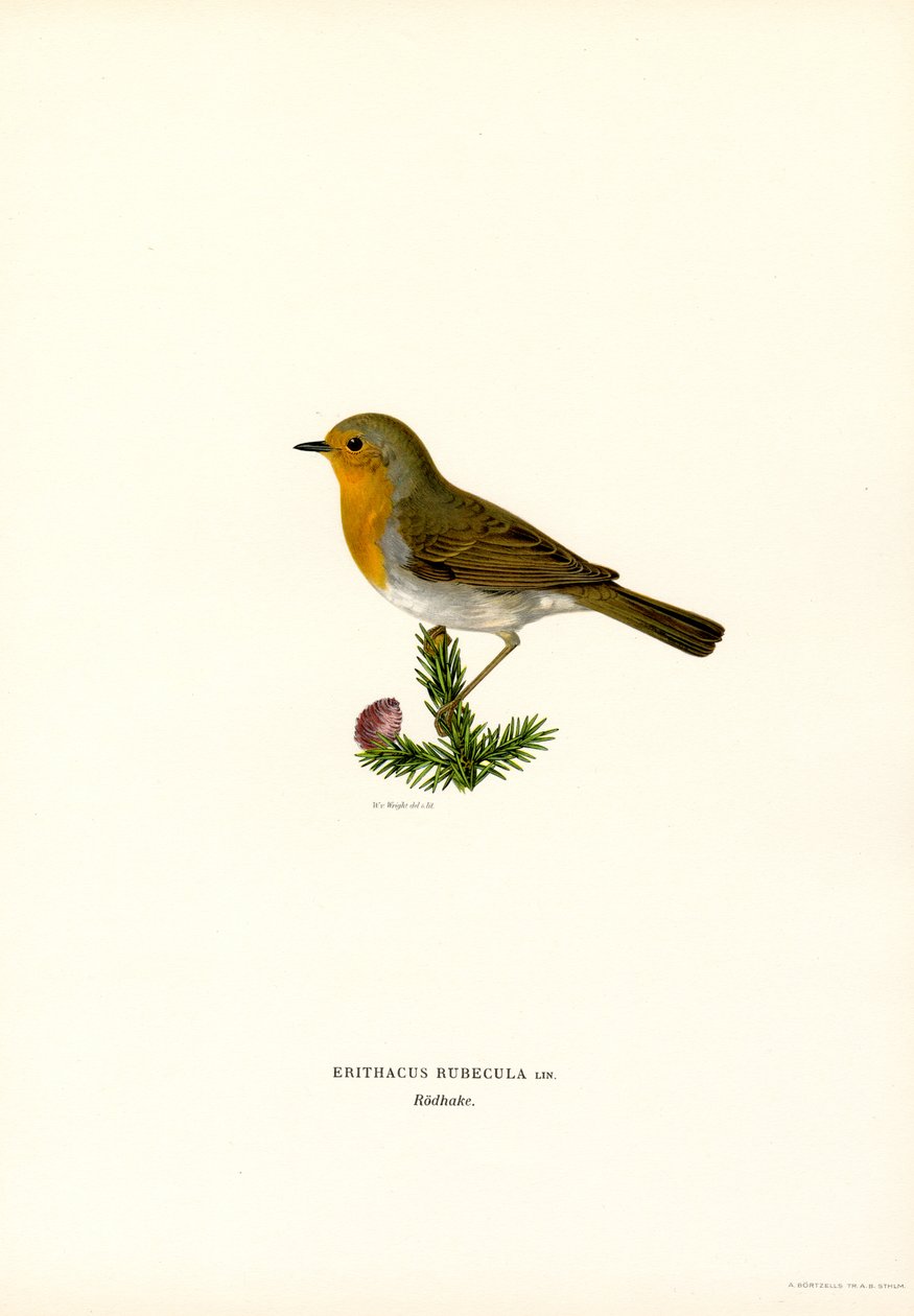 Robin (färg litho) av Magnus Ferdinand and Wilhelm von Wright