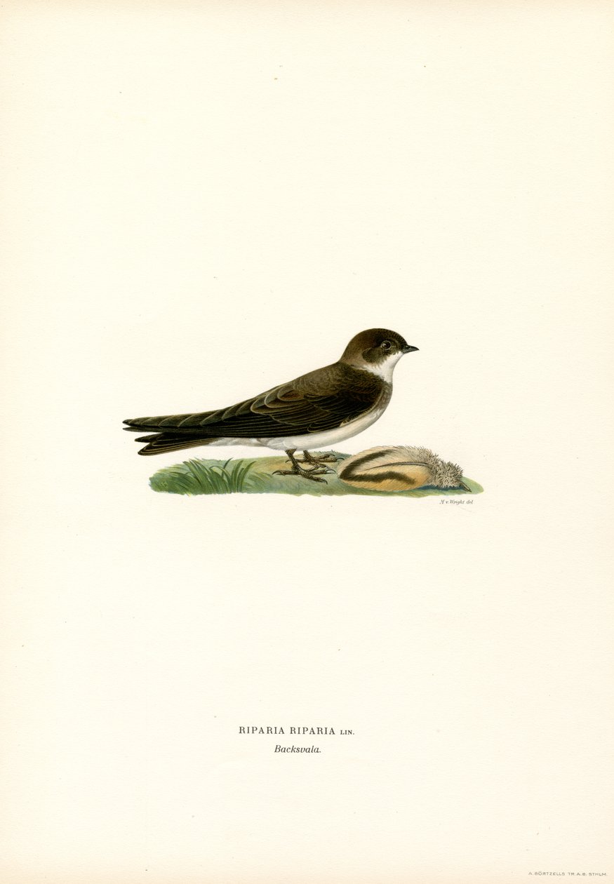 Sand Martin (färg litho) av Magnus Ferdinand and Wilhelm von Wright