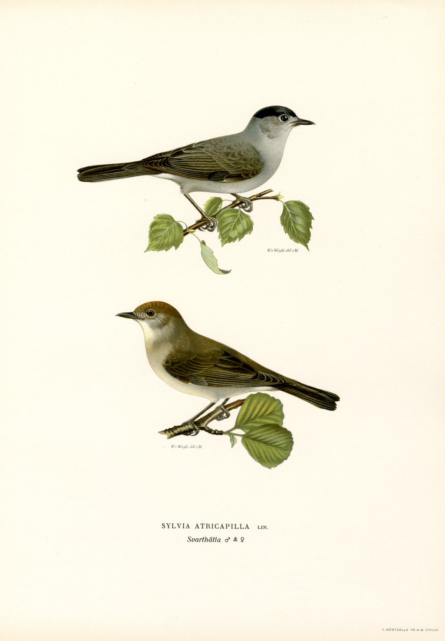 Blackcap (färg litho) av Magnus Ferdinand and Wilhelm von Wright