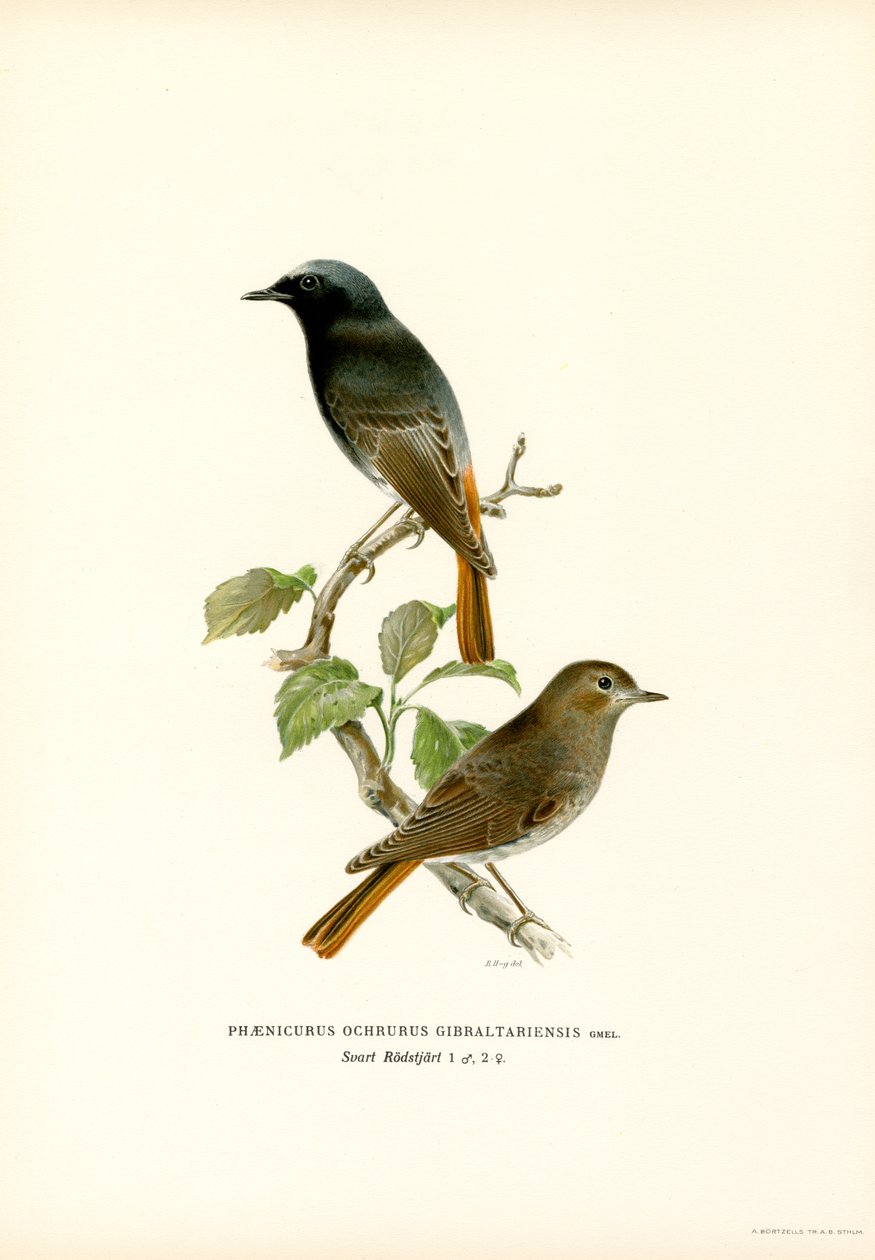 Blackstart (färg litho) av Magnus Ferdinand and Wilhelm von Wright