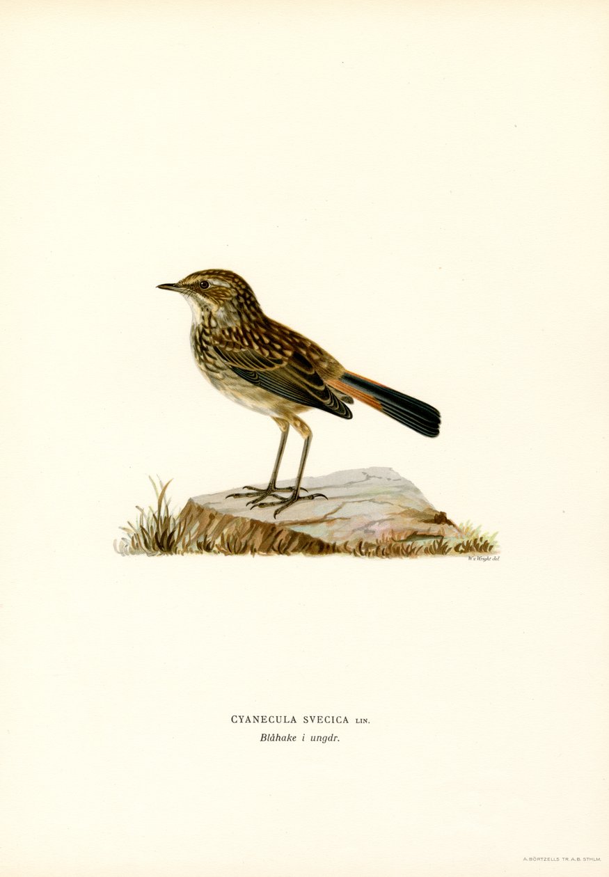 Blåstrupe (färg litho) av Magnus Ferdinand and Wilhelm von Wright