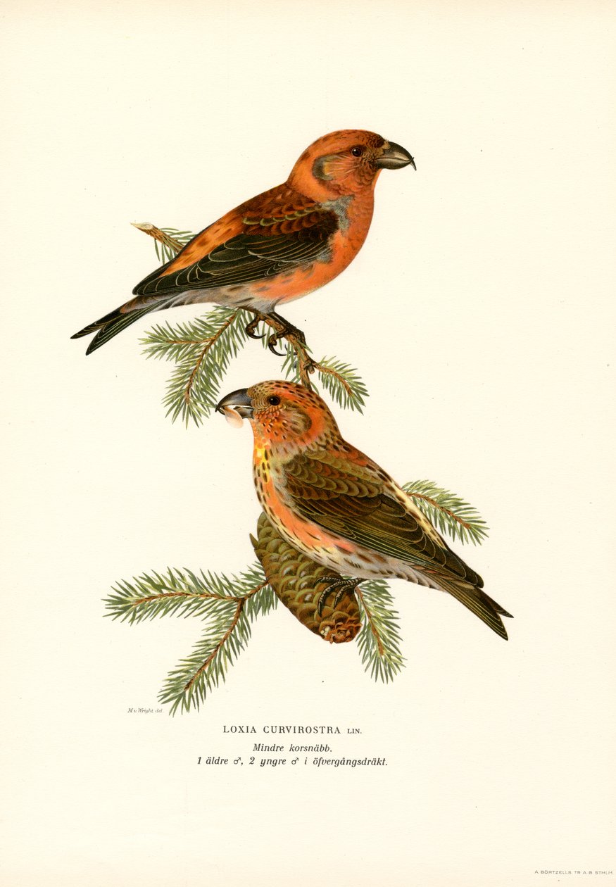 Korsnäbb (färg litho) av Magnus Ferdinand and Wilhelm von Wright