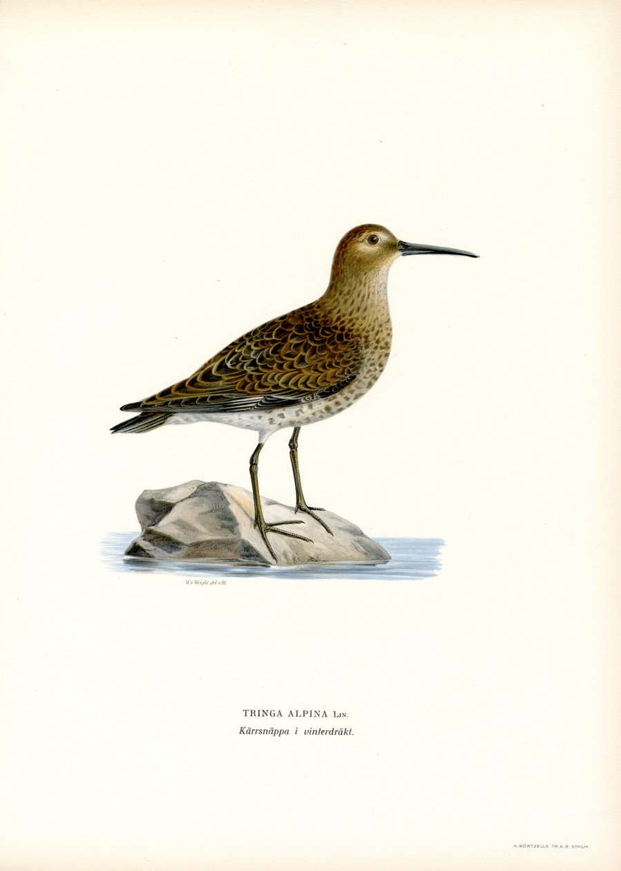 Dunlin (färg litho) av Magnus Ferdinand and Wilhelm von Wright