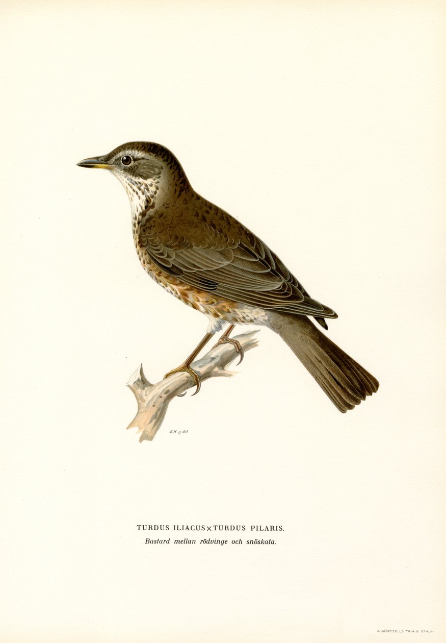 Fieldfare (färg litho) av Magnus Ferdinand and Wilhelm von Wright
