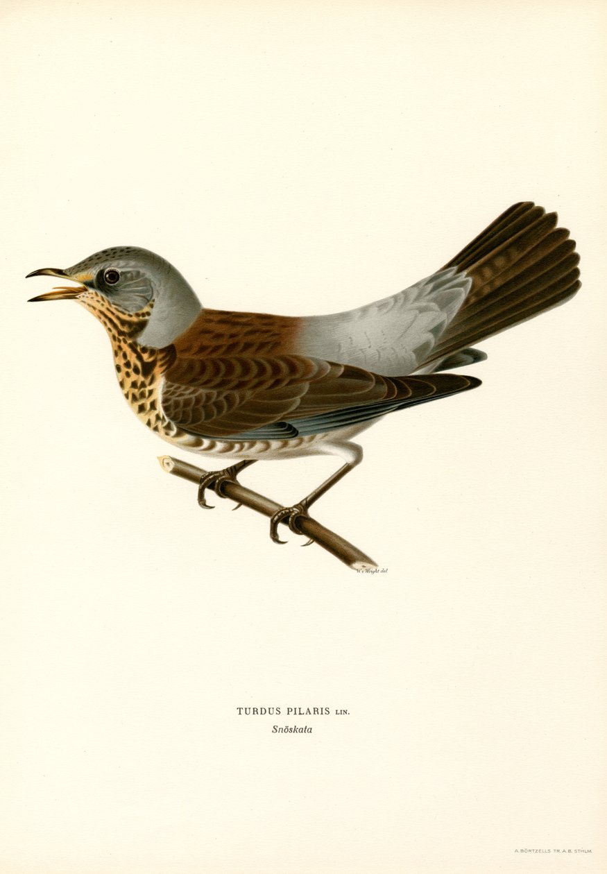 Fieldfare (färg litho) av Magnus Ferdinand and Wilhelm von Wright