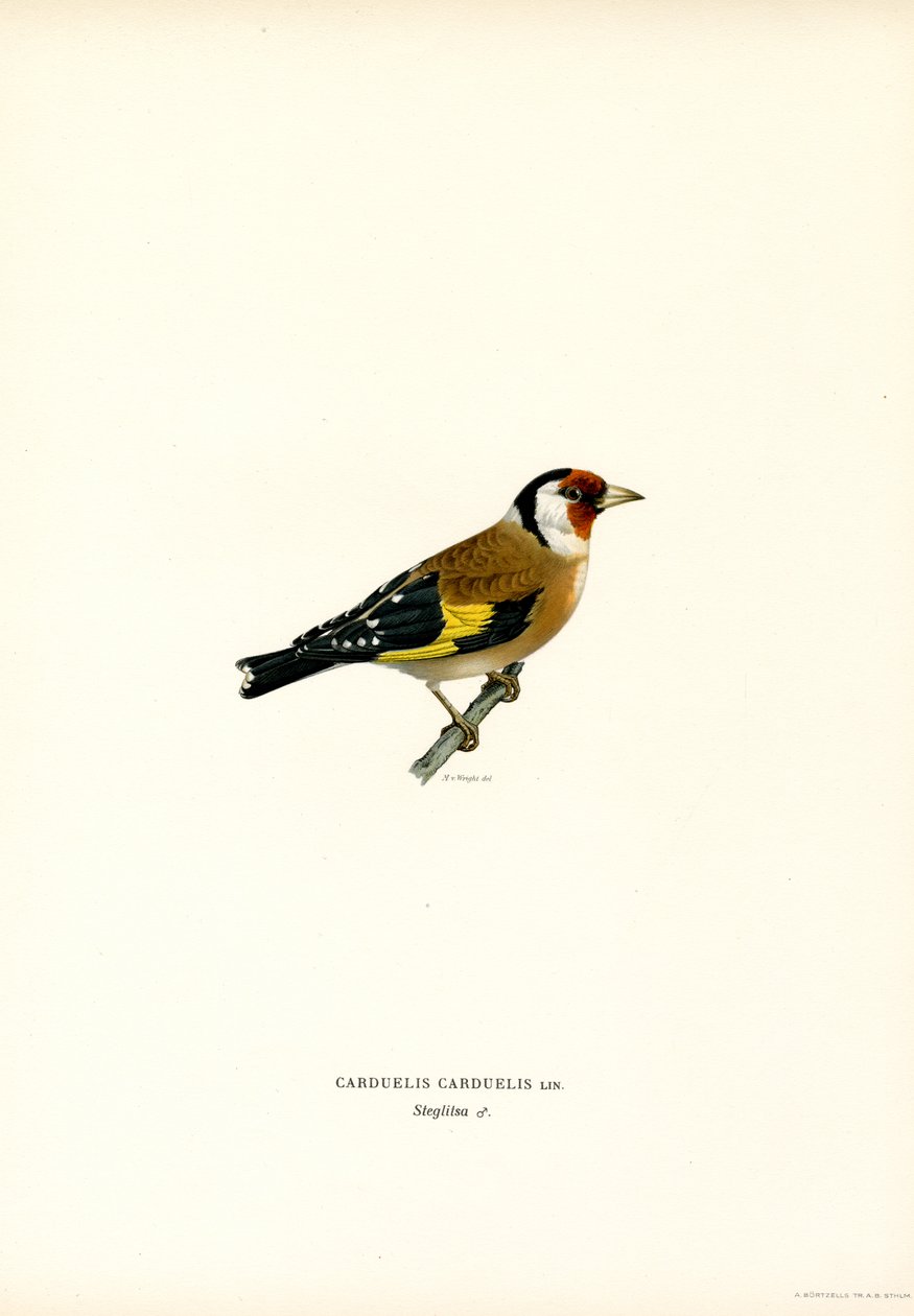 Goldfinch (färg litho) av Magnus Ferdinand and Wilhelm von Wright