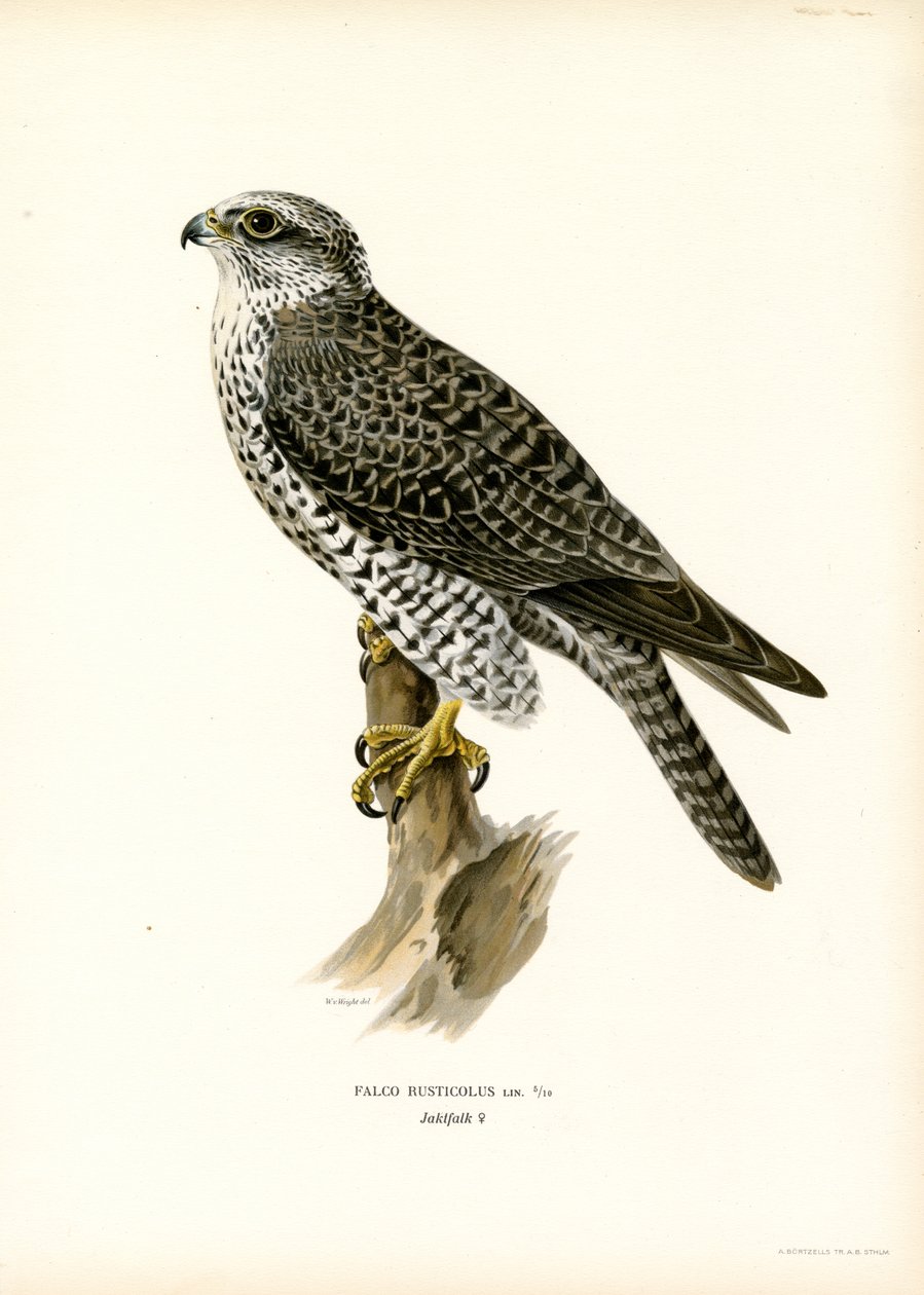 Gyrfalcon (färg litho) av Magnus Ferdinand and Wilhelm von Wright