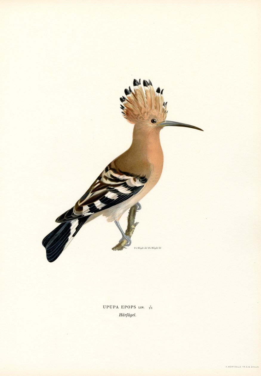 Hoopoe (färg litho) av Magnus Ferdinand and Wilhelm von Wright