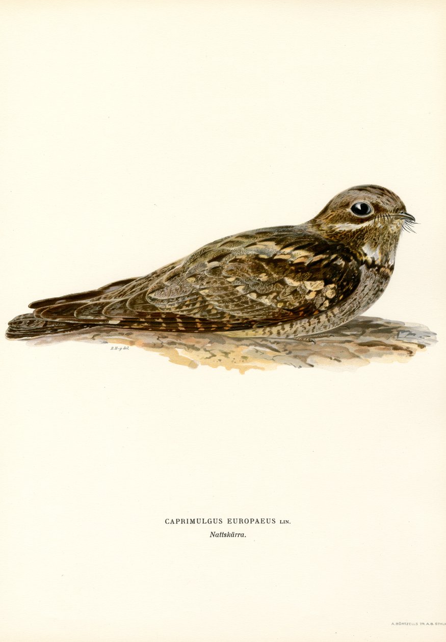 Nightjar (färgdelar) av Magnus Ferdinand and Wilhelm von Wright