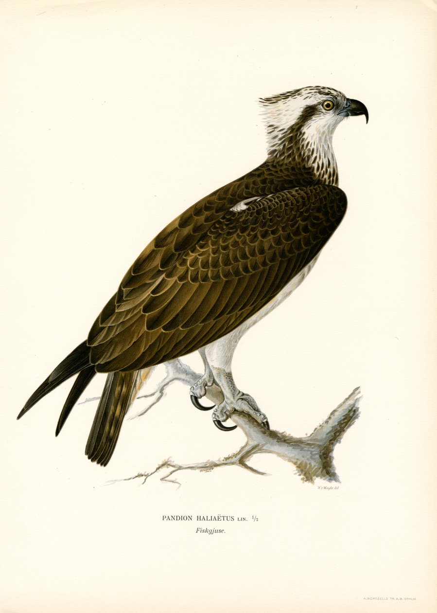 Fiskgjuse (färg litho) av Magnus Ferdinand and Wilhelm von Wright