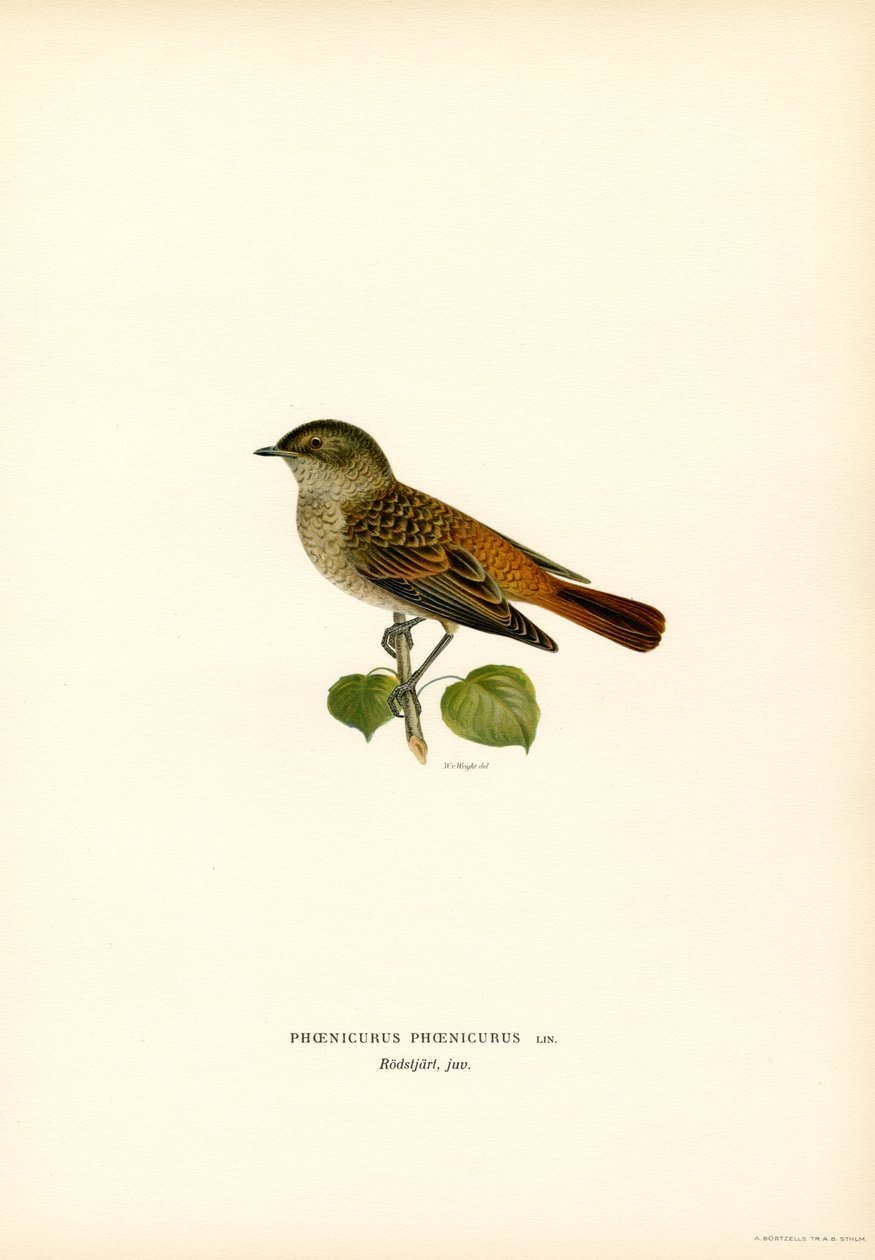 Rödstjärt (färg litho) av Magnus Ferdinand and Wilhelm von Wright