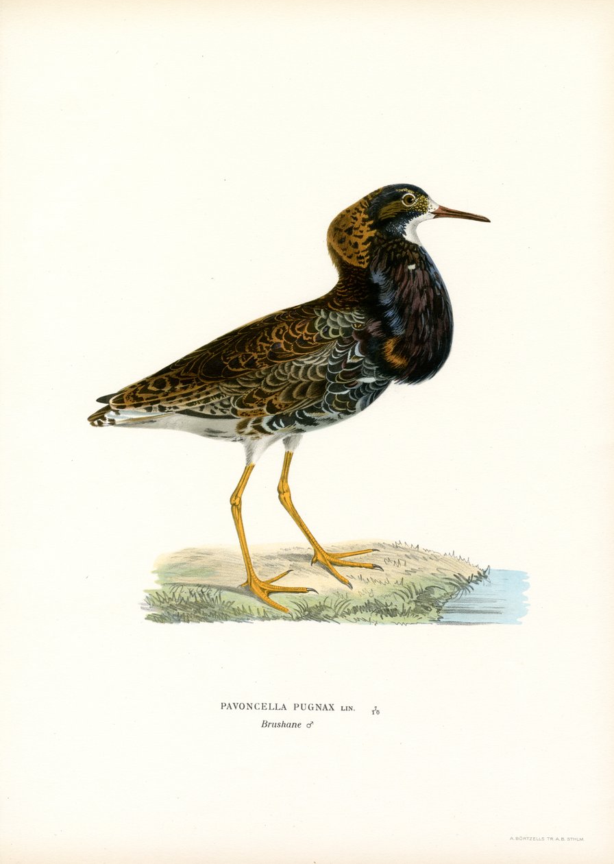 Ruff (färg litho) av Magnus Ferdinand and Wilhelm von Wright