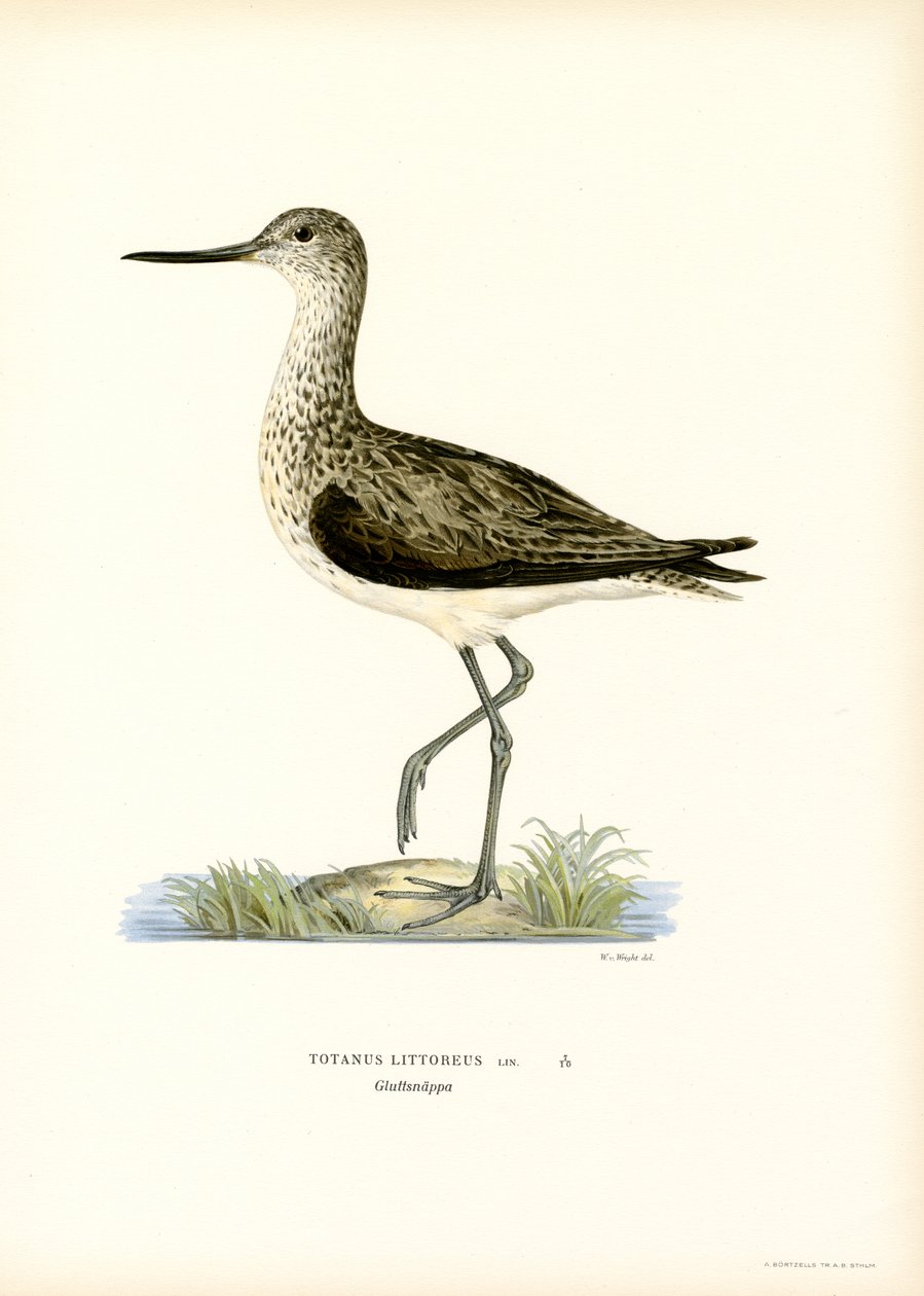 Sandpiper (färg litho) av Magnus Ferdinand and Wilhelm von Wright
