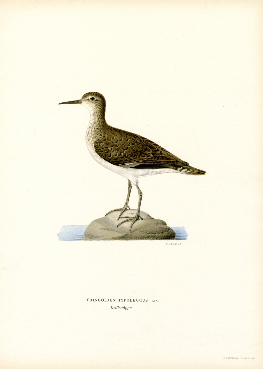 Sandpiper (färg litho) av Magnus Ferdinand and Wilhelm von Wright