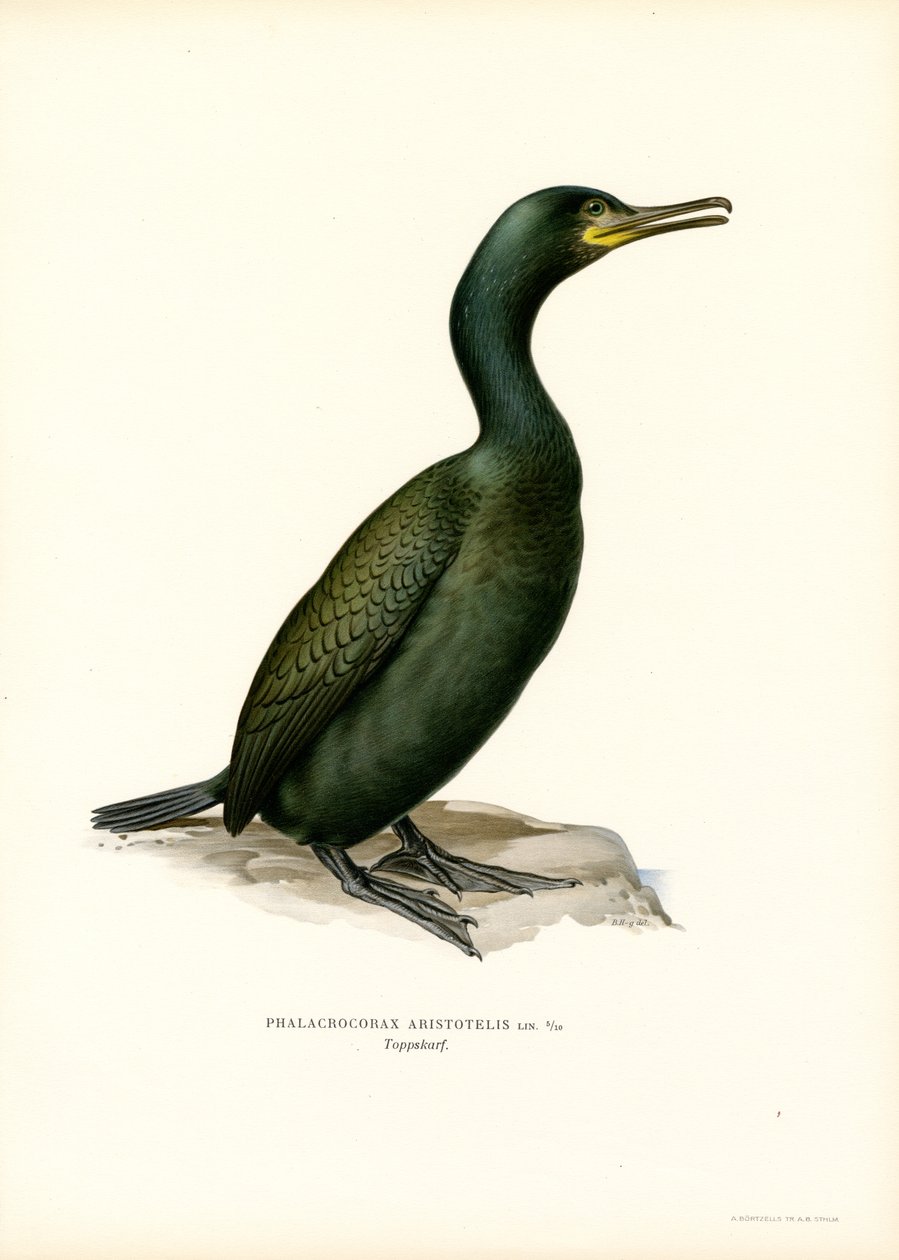Shag (färg litho) av Magnus Ferdinand and Wilhelm von Wright