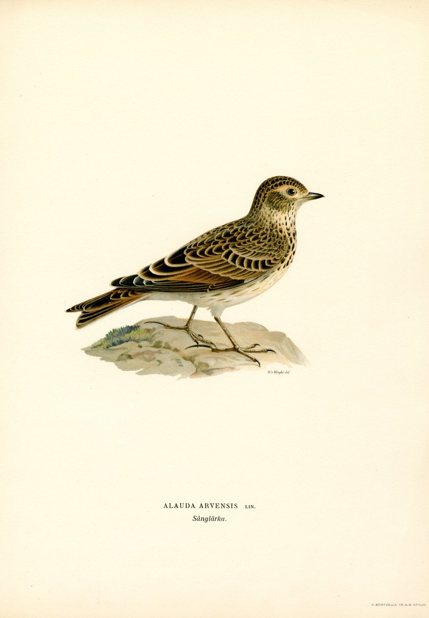 Skylark (färg litho) av Magnus Ferdinand and Wilhelm von Wright