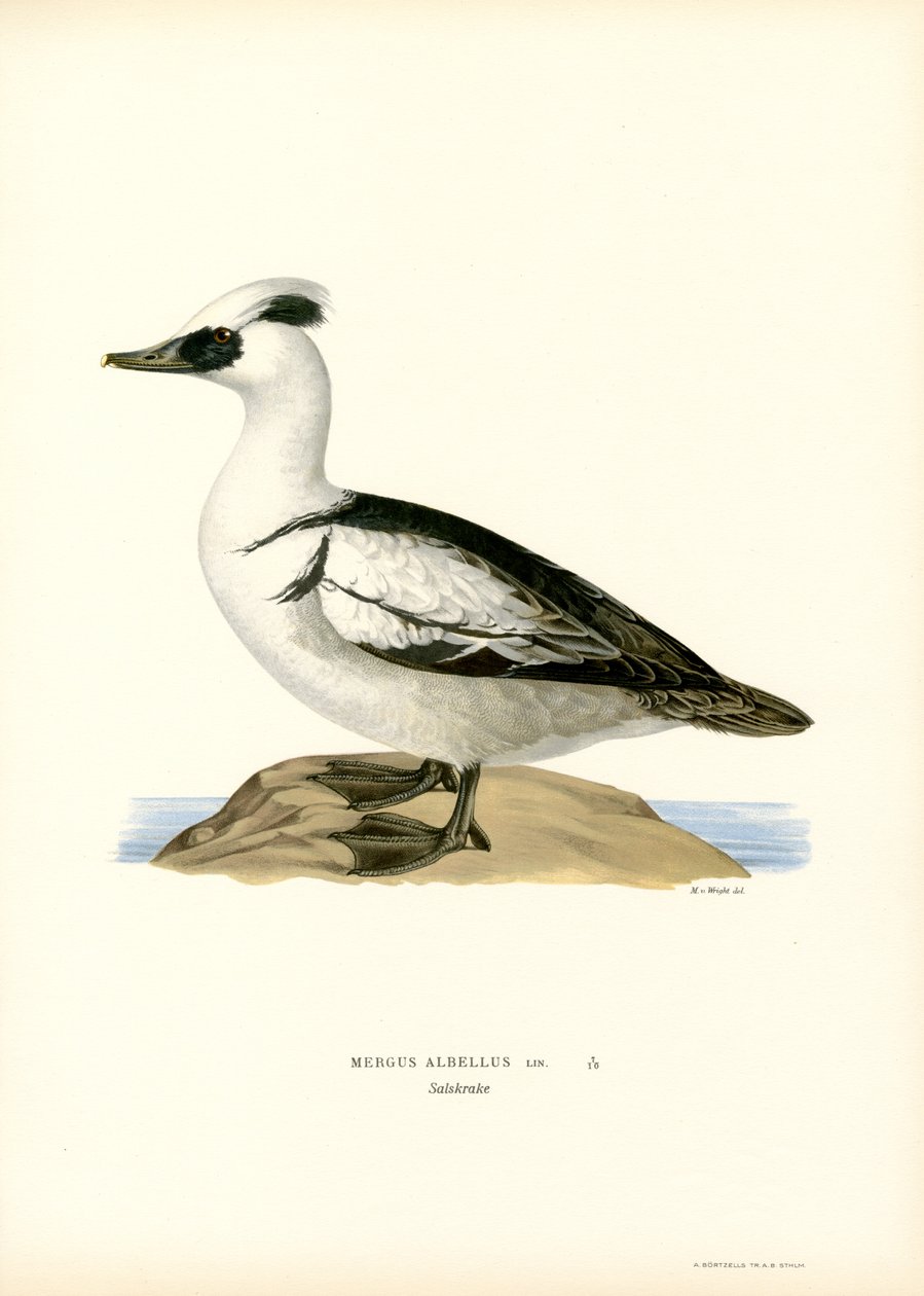 Smew (färg litho) av Magnus Ferdinand and Wilhelm von Wright