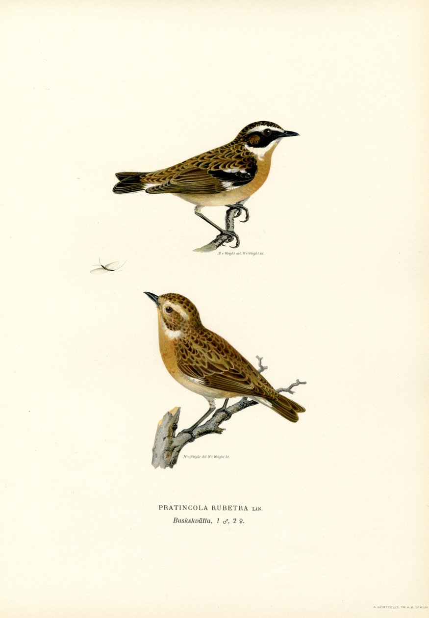 Whinchat (färg litho) av Magnus Ferdinand and Wilhelm von Wright