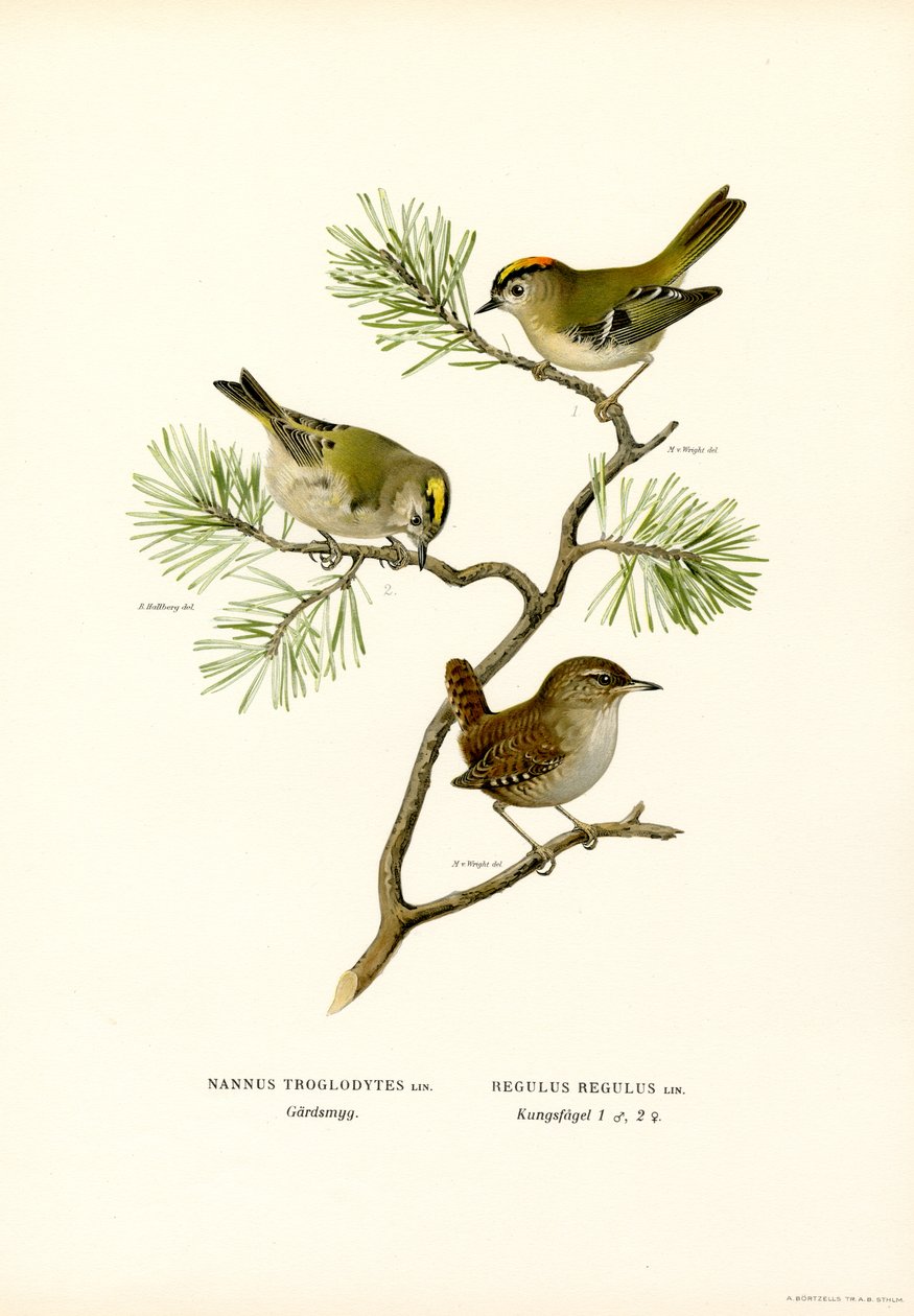 Wren (färg litho) av Magnus Ferdinand and Wilhelm von Wright