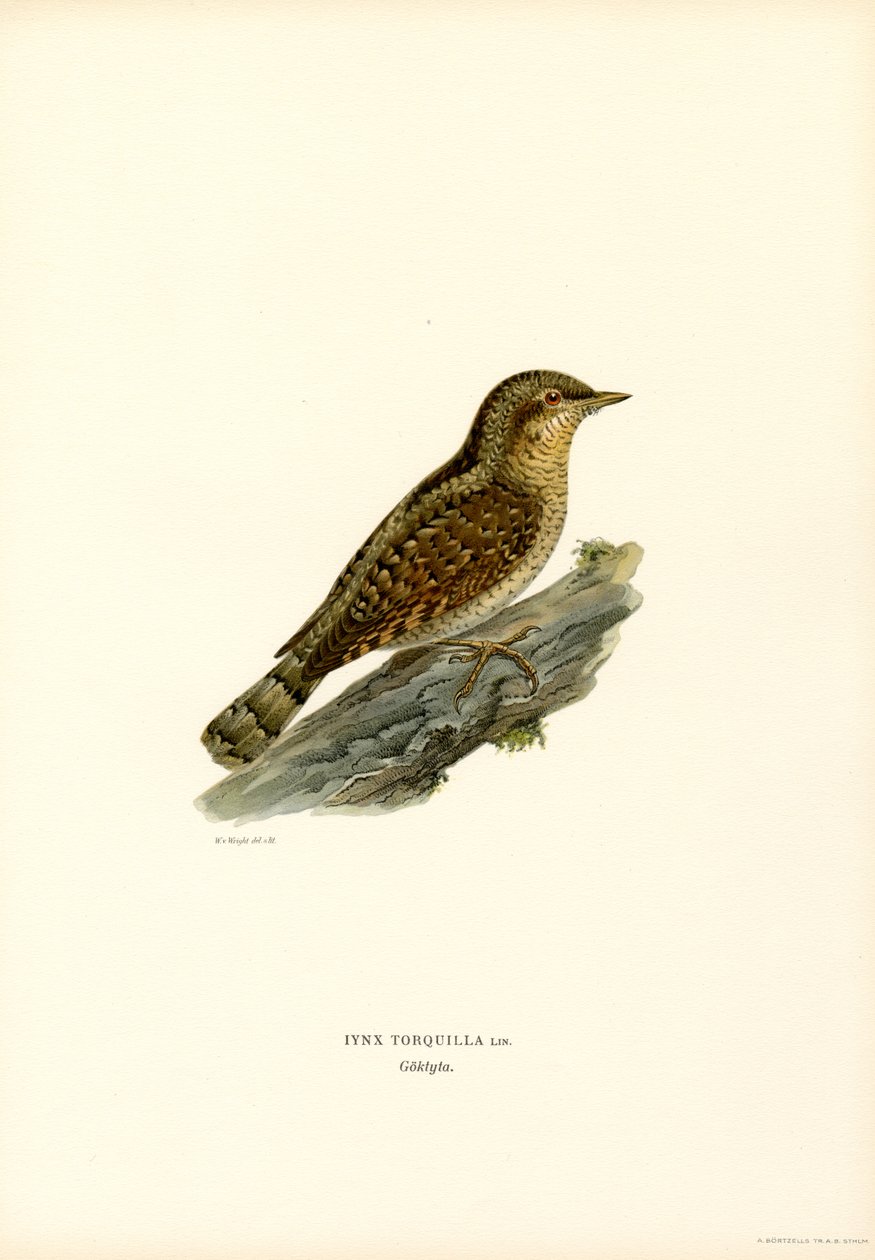 Wryneck (färg litho) av Magnus Ferdinand and Wilhelm von Wright