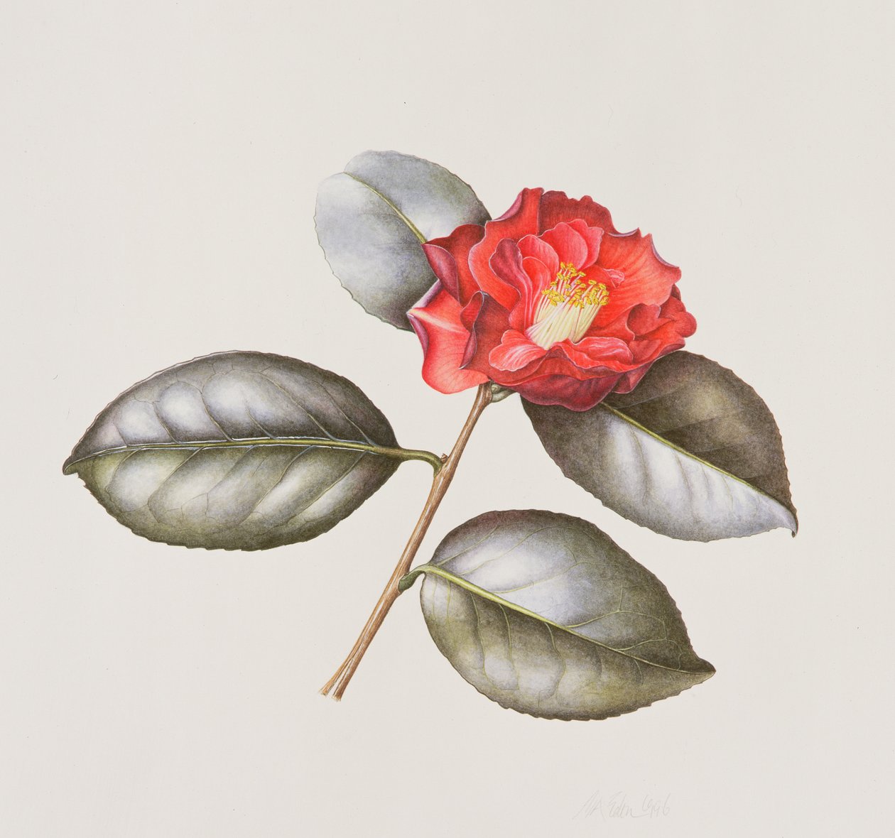 Camelia Japonica Adolphe Anderson, 1996 (wc på papper) av Margaret Ann Eden